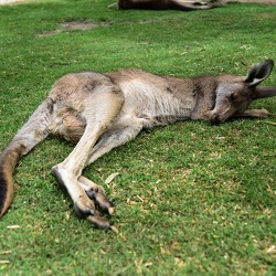 2014.Australia